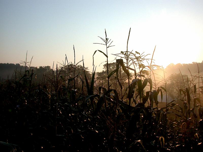 Corn at dawn